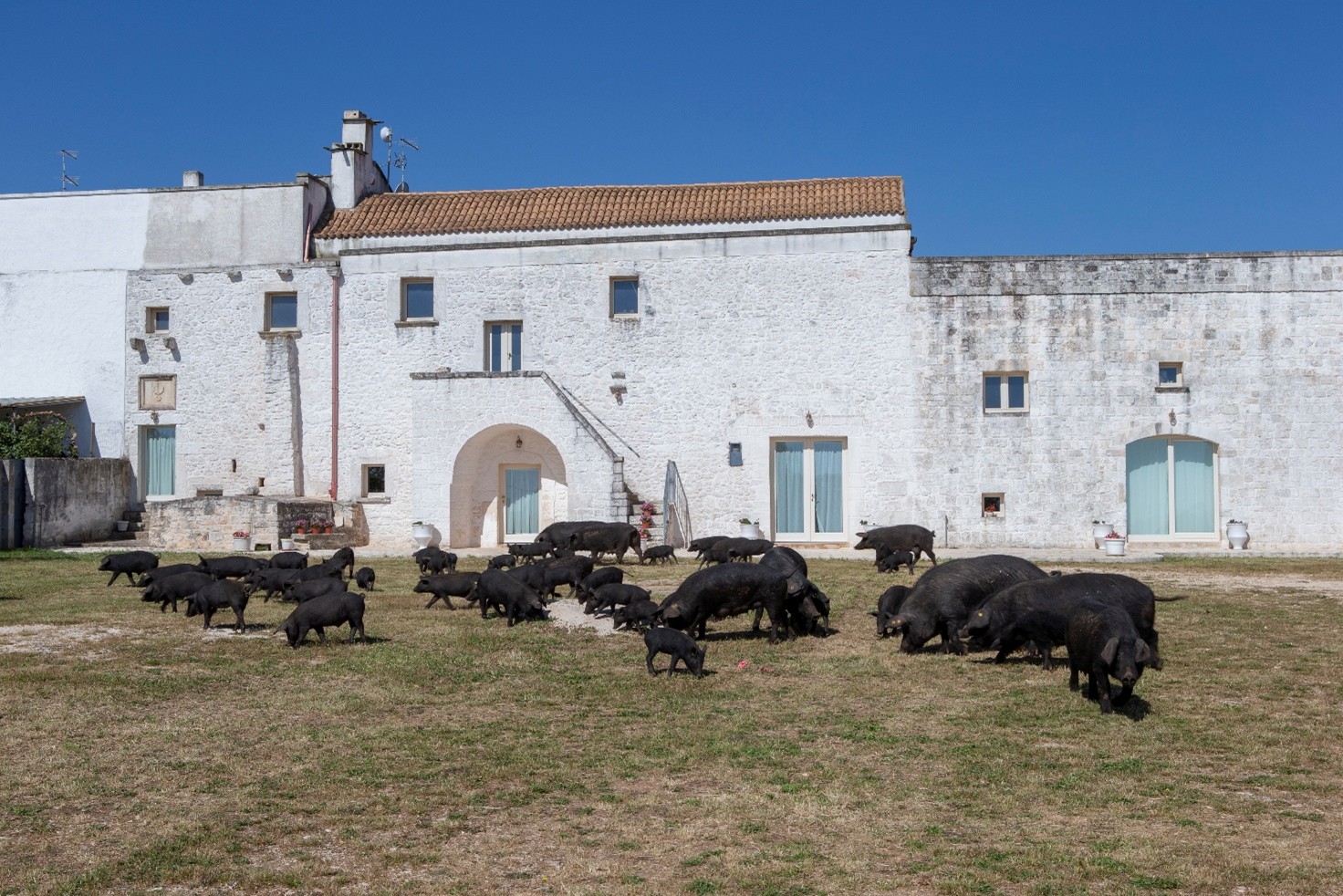 Salumi di Martina Franca — foto 2